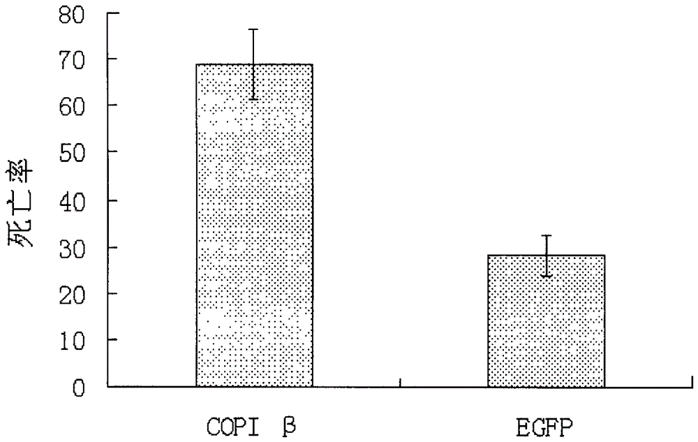 Copi β gene cDNA of a kind of cotton bollworm and its application