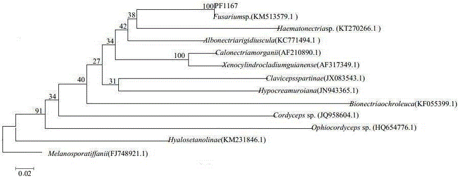 Endophytic fungus strain and metabolite extraction method and purpose thereof