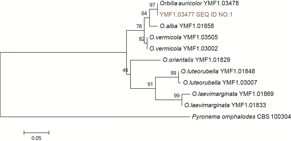 Standard gene for disk bacteria identification and application of standard gene