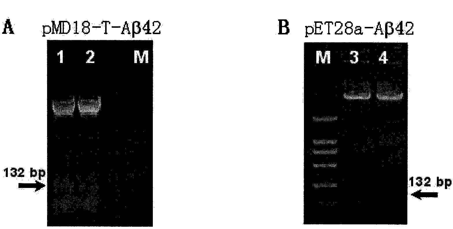 A compound vaccine for preventing and treating senile dementia and its preparation method