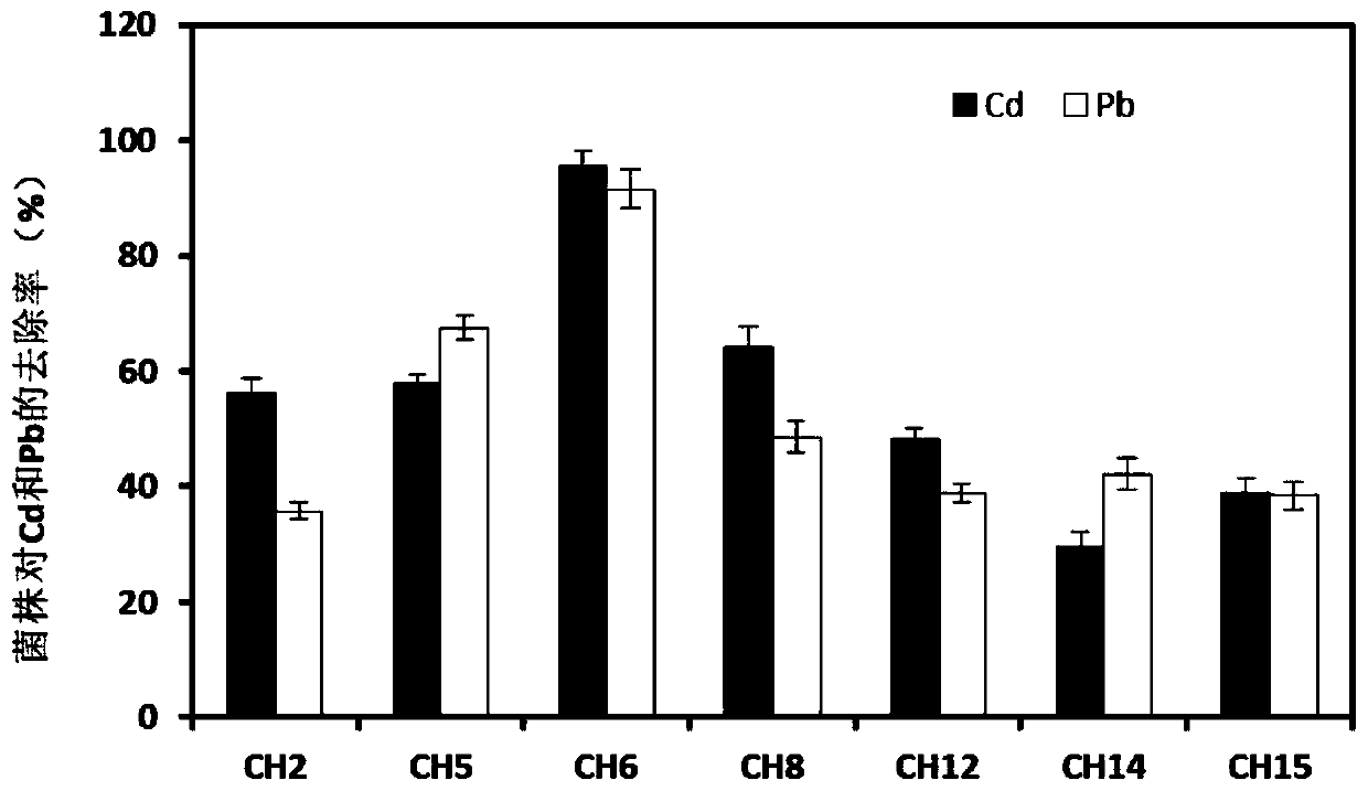 Enterobacter bugandensis CH6 capable of prevent and control enrichment of Cd and Pb in leafy vegetables, and use thereof