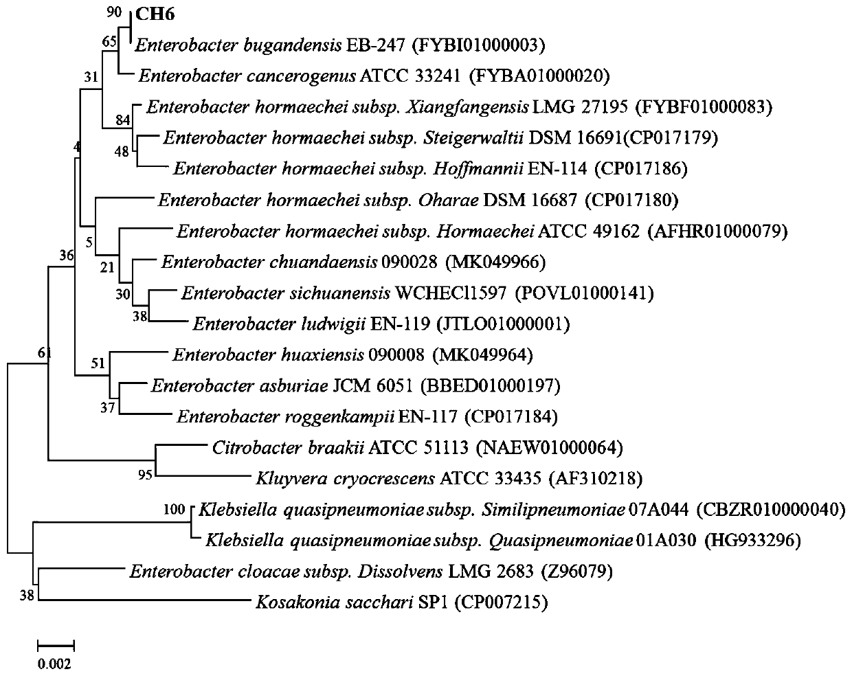 Enterobacter bugandensis CH6 capable of prevent and control enrichment of Cd and Pb in leafy vegetables, and use thereof