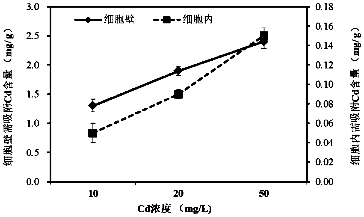 Enterobacter bugandensis CH6 capable of prevent and control enrichment of Cd and Pb in leafy vegetables, and use thereof