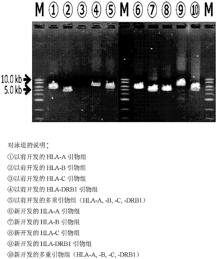 Multiple dna typing method and kit for hla gene