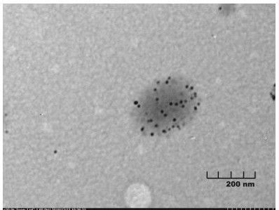 A kind of preparation method and application of composite nano-gold particles