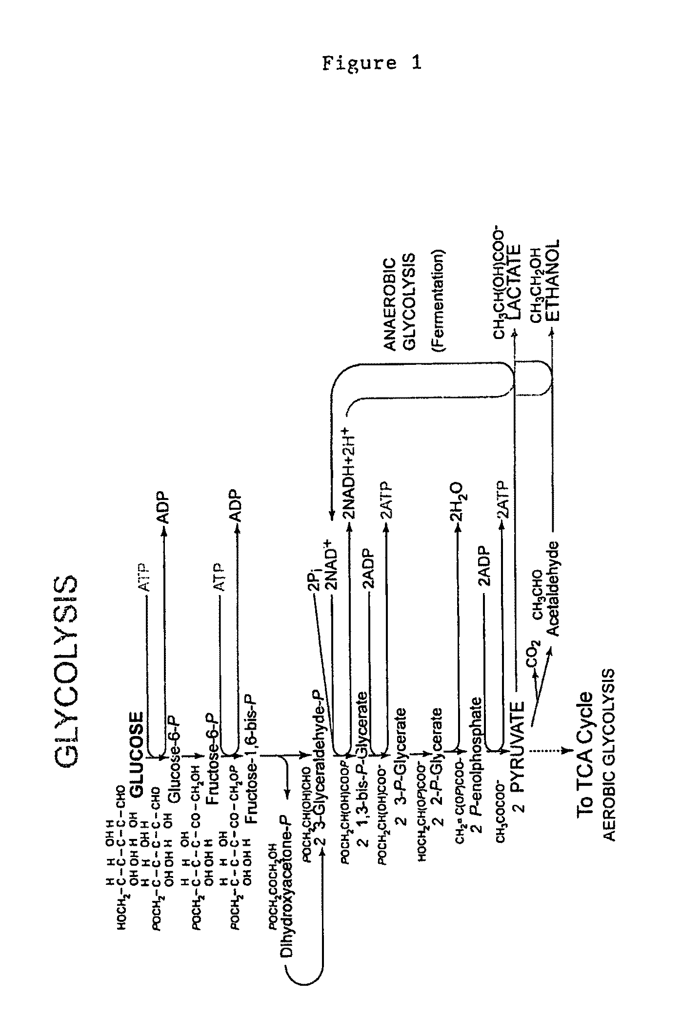 Gene knockout mesophilic and thermophilic organisms, and methods of use thereof