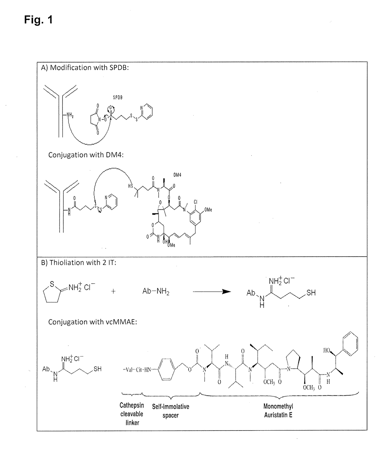 Drug conjugates comprising antibodies against claudin 18.2