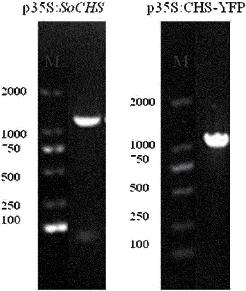 Syringa oblata chalcone synthase gene and application thereof