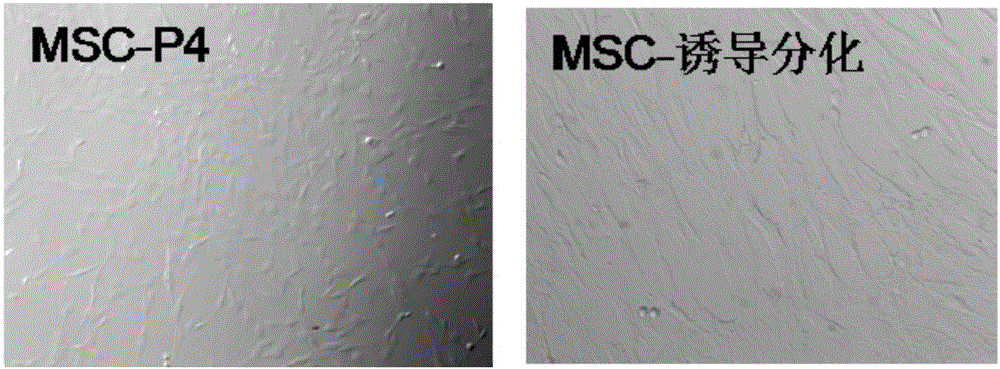 Novel medicine composition capable of stimulating collagen secretion and uses thereof