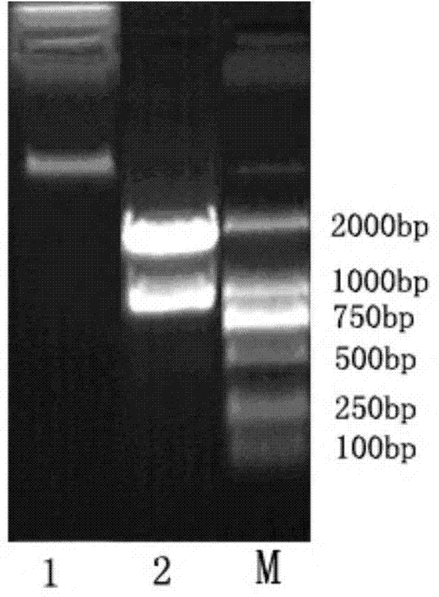 Kelp uridine diphosphate (UDP)-glucose pyrophosphorylase (UGPase) gene