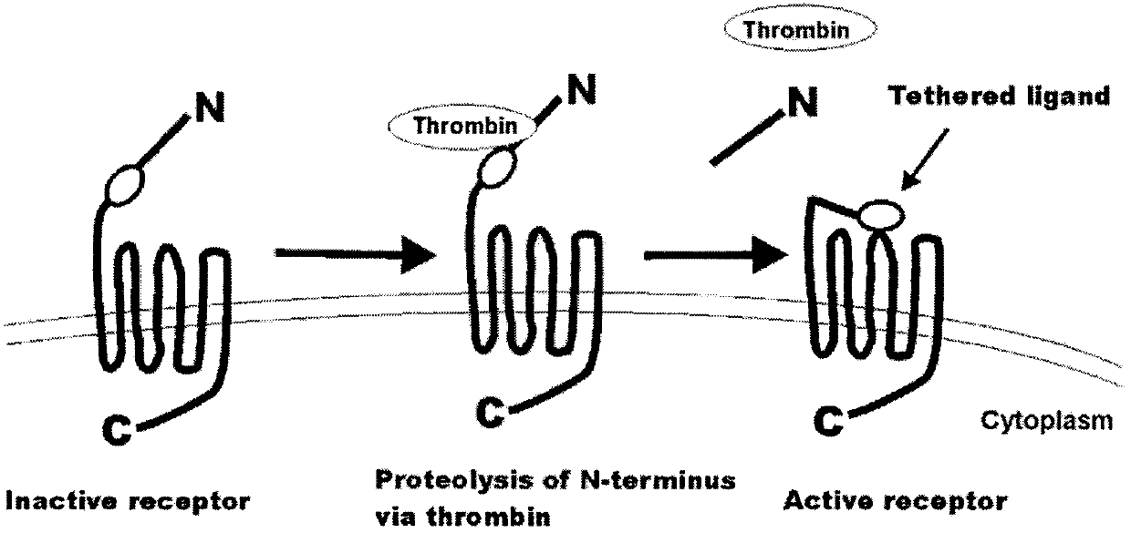 Use of thrombin inhibitor in preparation of anti-tumor invasion and metastasis drug