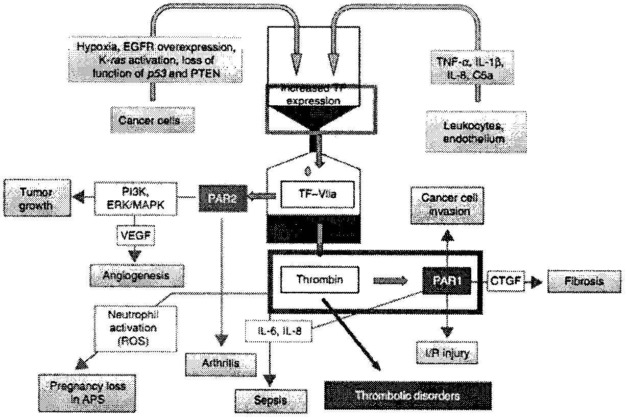 Use of thrombin inhibitor in preparation of anti-tumor invasion and metastasis drug