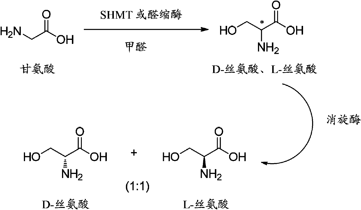 Method for synthesizing DL-serine through enzyme catalysis method