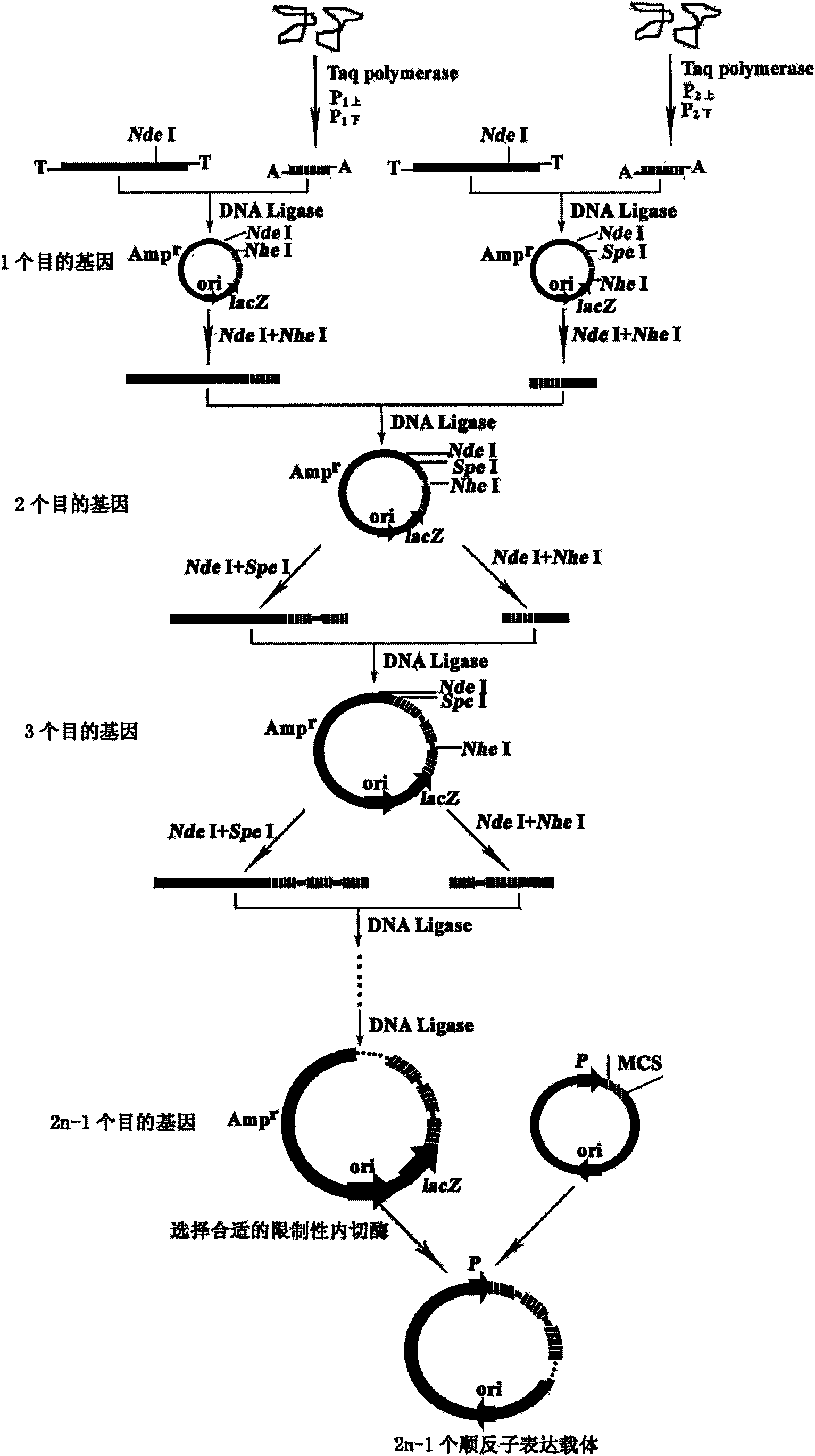 Construction method of polycistron expression vector
