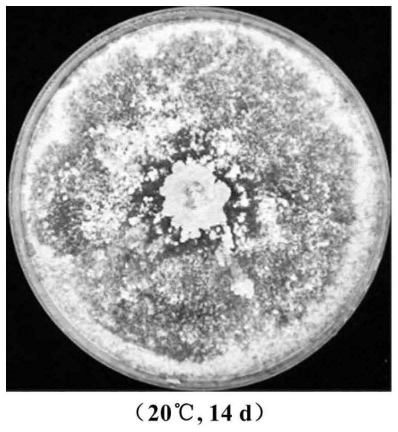 Virus-carrying low-toxicity sclerotinia sclerotiorum and application thereof in biological control