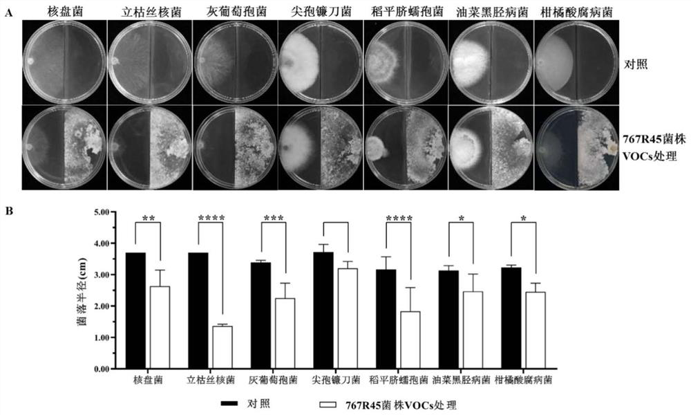 Virus-carrying low-toxicity sclerotinia sclerotiorum and application thereof in biological control