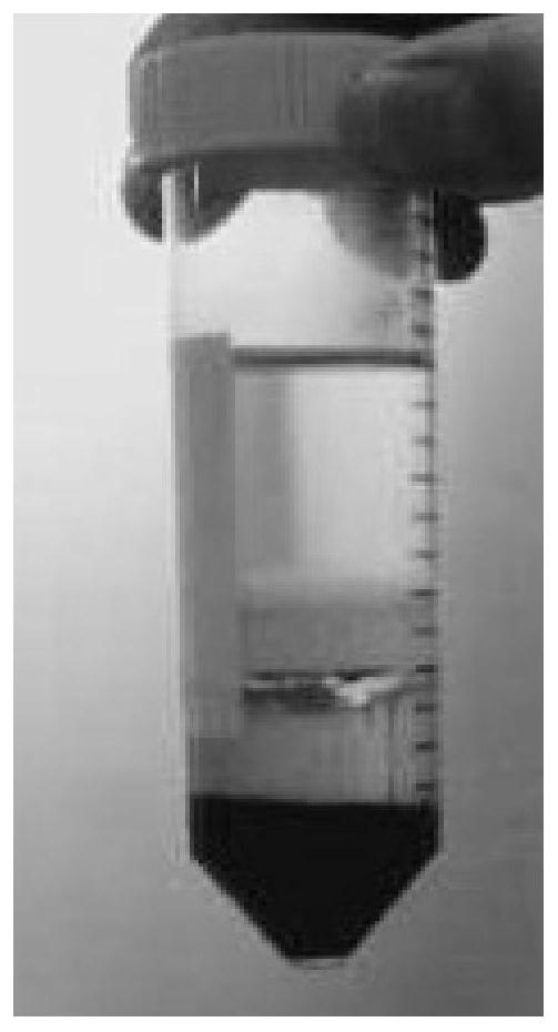 Processing method of human peripheral blood T lymphocytes and immunogen preparation and application