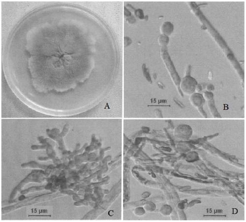 A strain of Monascus purpura and its application in food preparation