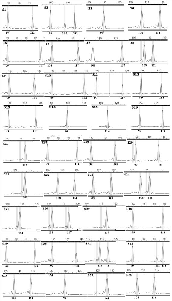 SSR (Simple sequence repeat) molecular marker of fruit mulberry variety 'Yue mulberry 74', core primer group of SSR molecular marker, kit and application