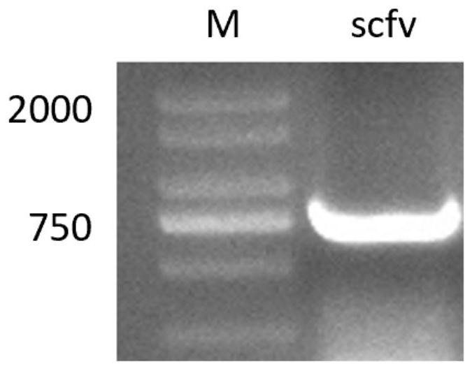 A bovine-derived single-chain antibody against Staphylococcus aureus and its preparation and application