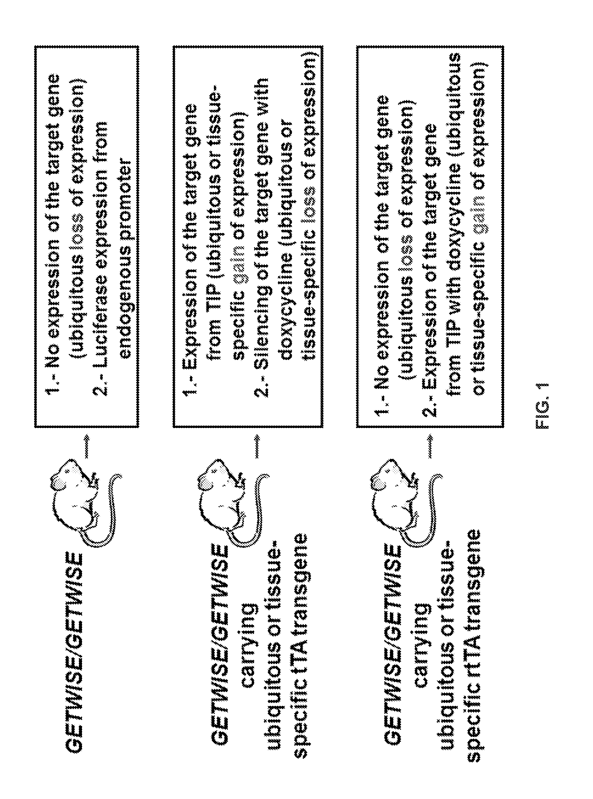 Methods and Vectors for Gene Targeting With Inducible Specific Expression