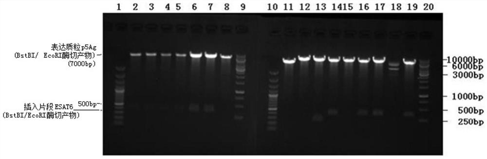 A recombinant tuberculosis vaccine, its preparation method and application