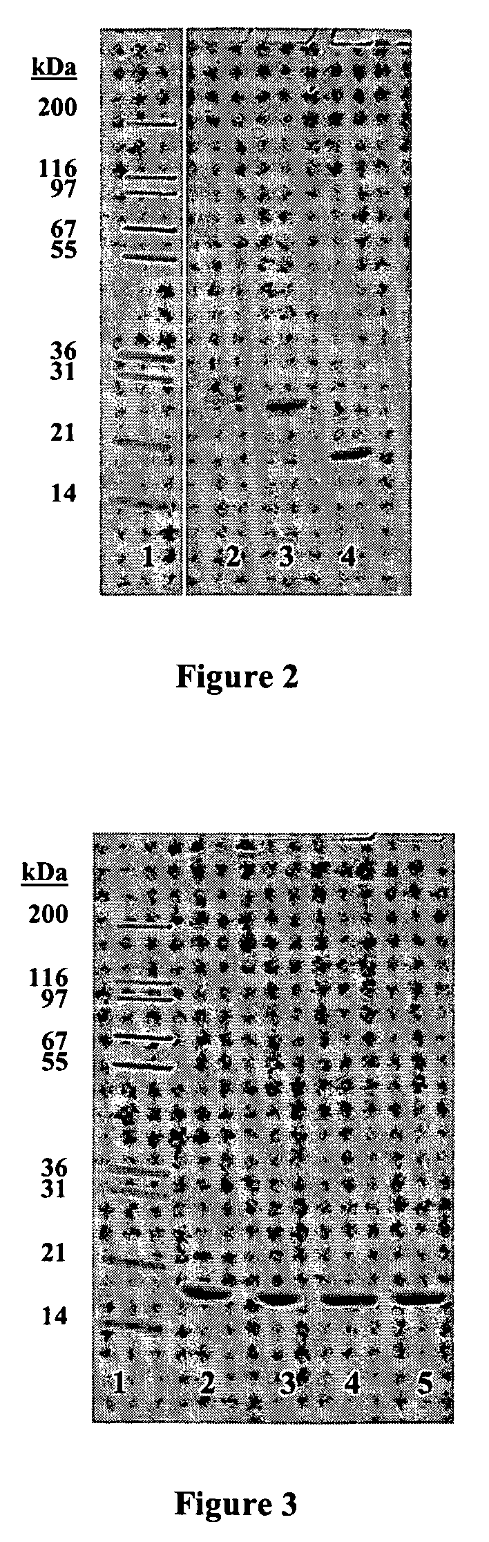 Ricin toxin A-chain fragment for use as a vaccine