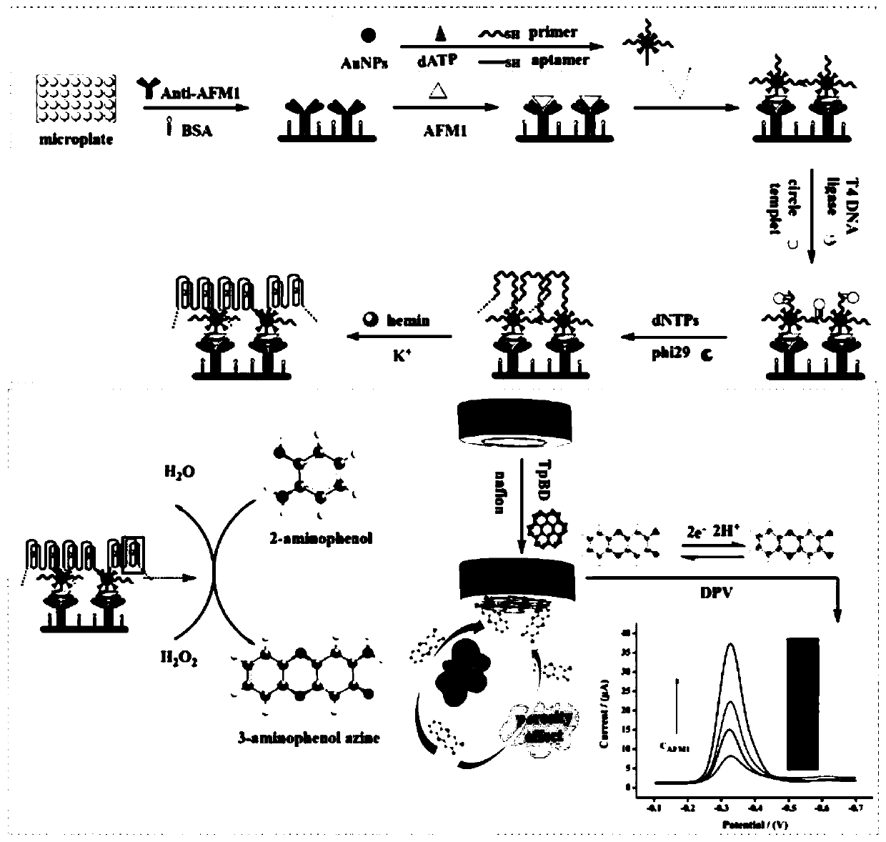 Rolling circle amplification DNA enzyme and covalent organic framework-based electrochemical-ELISA immunosensor