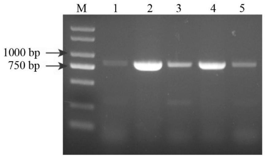 Key gene GbMYB4 for regulating synthesis of ginkgo flavonoids, protein expressed by key gene GbMYB4, vector and application