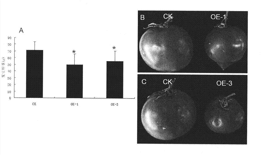 Protein for regulating growth of fruits and seeds and use thereof