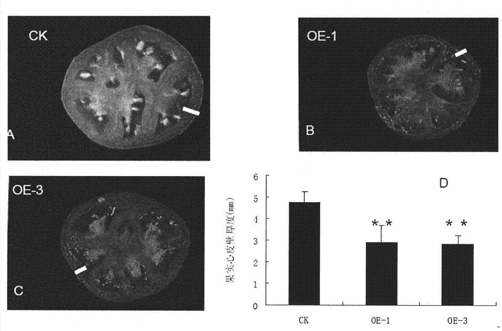 Protein for regulating growth of fruits and seeds and use thereof
