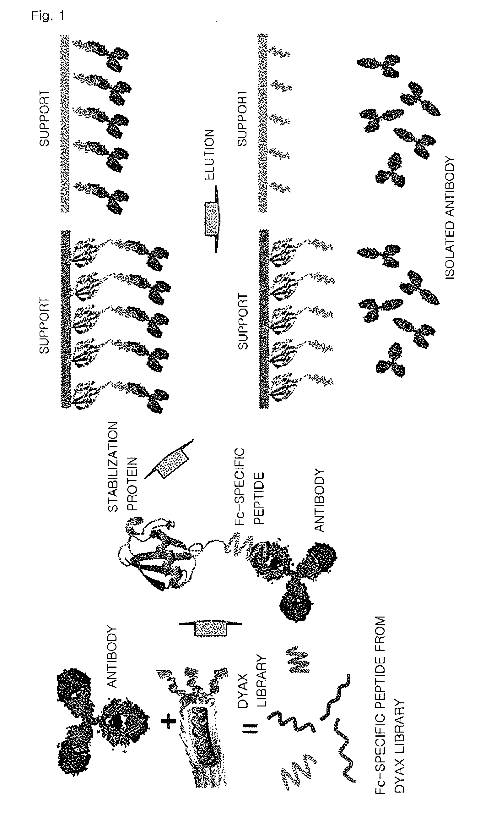 Fusion protein binding specifically to constant region of antibody, method of preparing the fusion protein, and method of isolating antibody using the fusion protein