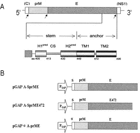 Dengue virus (DENV)-like particle as well as preparation method and application thereof