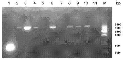 Dengue virus (DENV)-like particle as well as preparation method and application thereof
