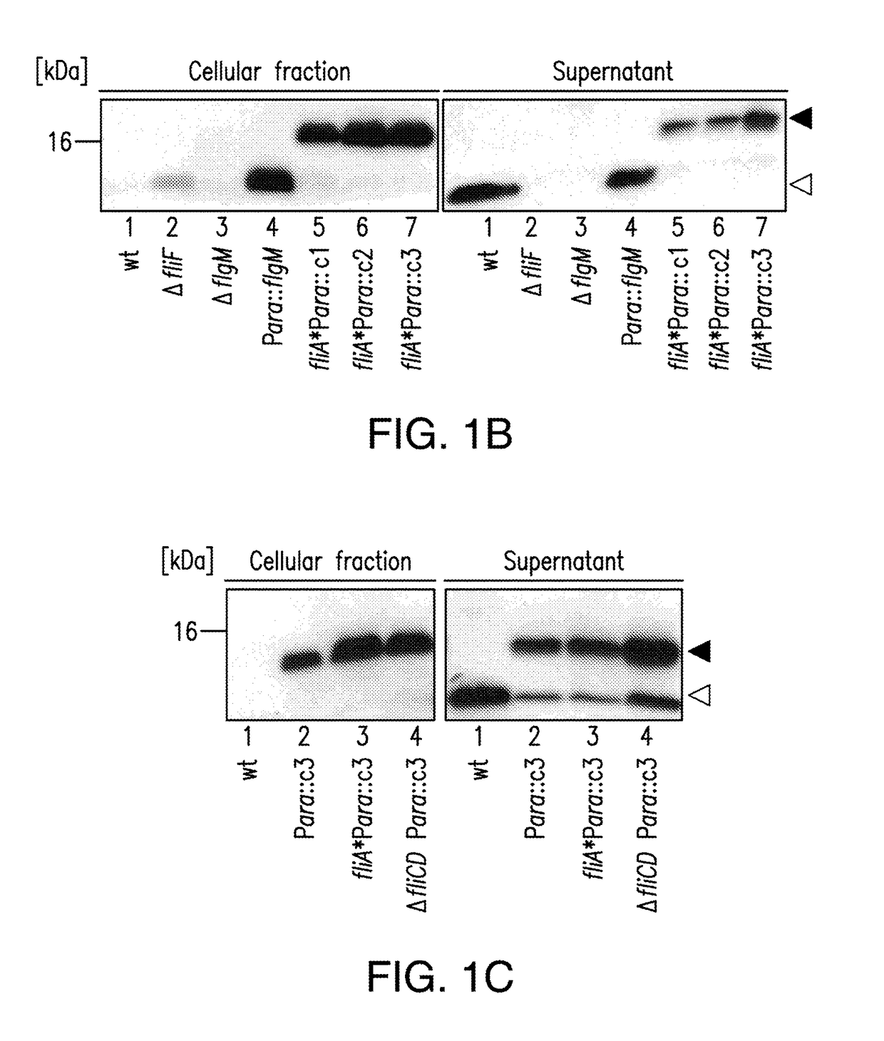 Compositions and methods for peptide expression and purification using a type III secretion system