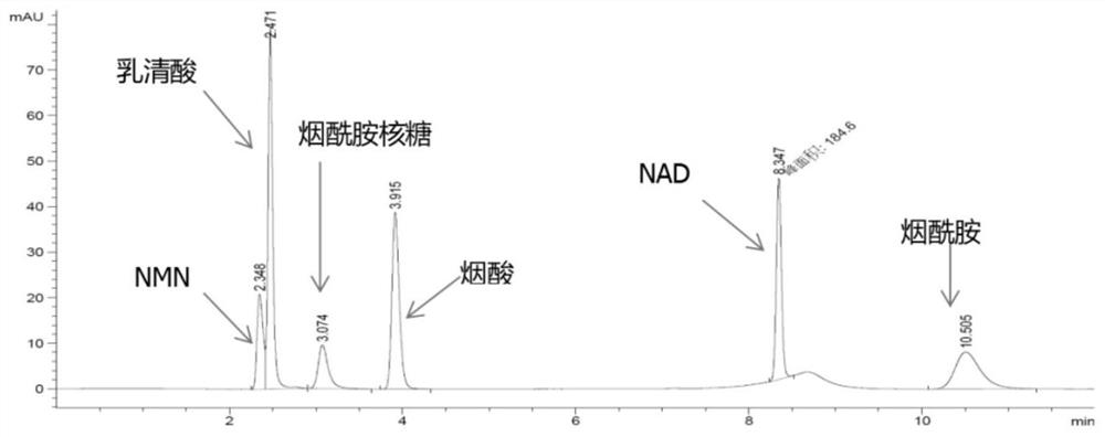 Recombinant microorganism for producing beta-nicotinamide mononucleotide at high yield and method for producing beta-nicotinamide mononucleotide
