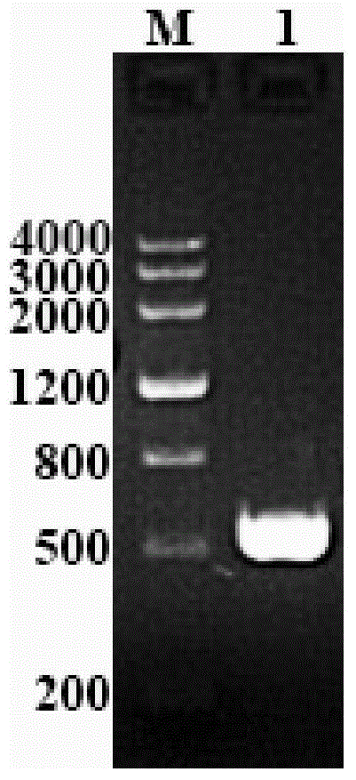 Protein of acinetobacter baumannii hypothetical protein A1S_1523 as well as preparation method and application of protein