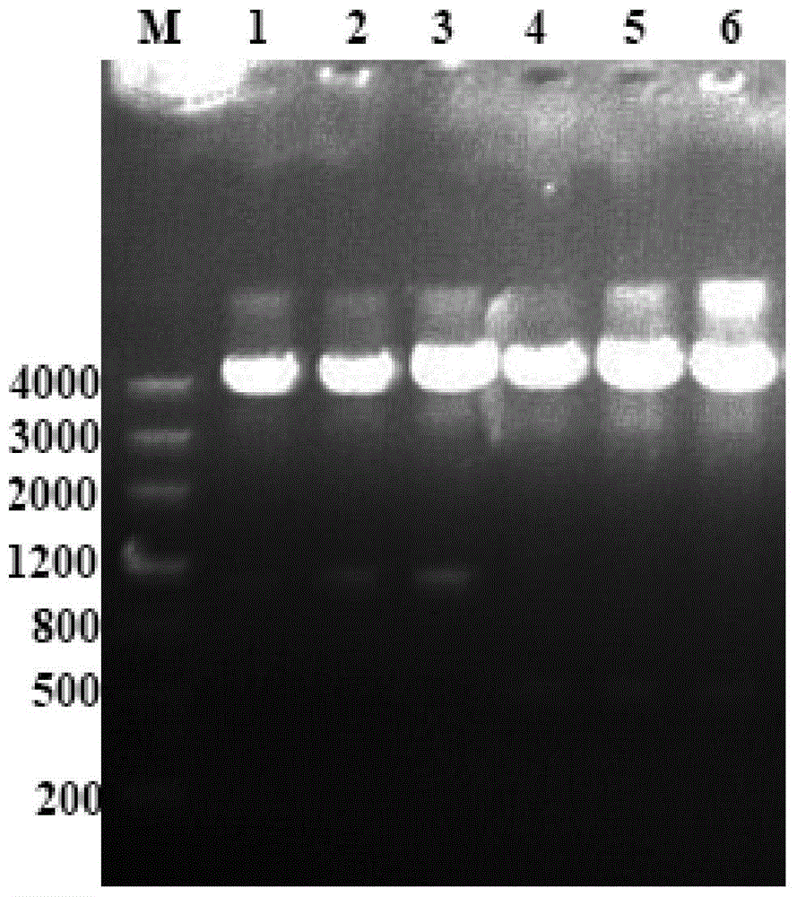 Protein of acinetobacter baumannii hypothetical protein A1S_1523 as well as preparation method and application of protein