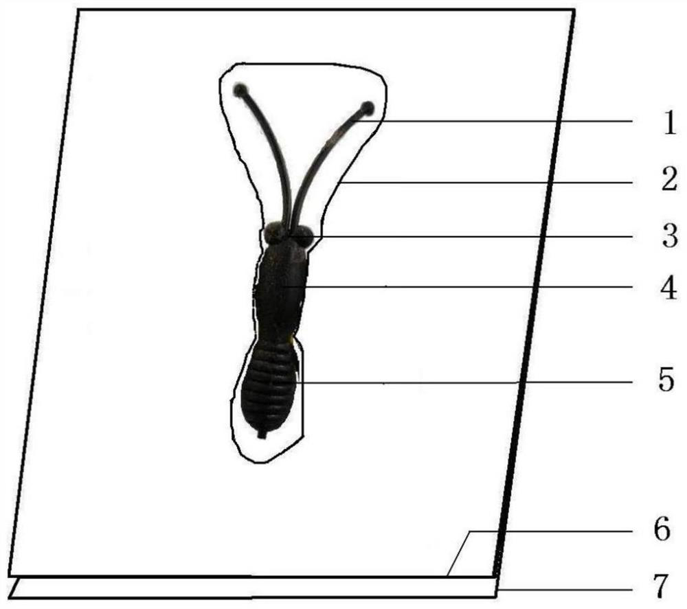 Method for making resin-embedded specimens of Lepidoptera insects