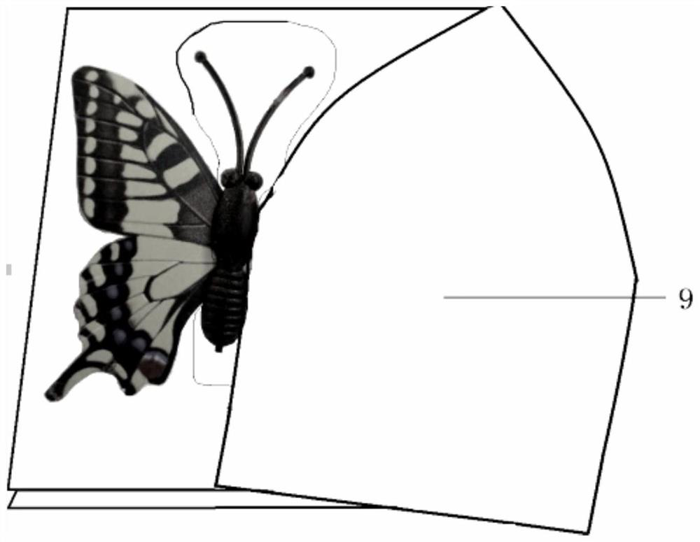 Method for making resin-embedded specimens of Lepidoptera insects