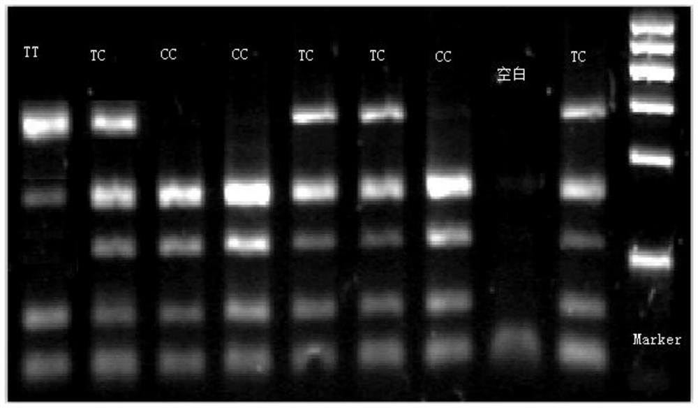 Method for screening athletes by adopting rs283 polymorphic sites of LPL genes, primer group and kit