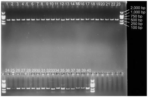 SNP locus based CAPs molecular marker for identifying single seeds of amaranthus palmeri, amaranthus tuberculatus and amaranthus aeronicola and applications of molecular marker