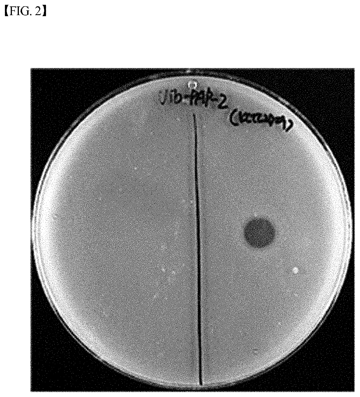 Vibrio parahaemolyticus bacteriophage Vib-PAP-2 and use thereof for inhibiting proliferation of <i>Vibrio parahaemolyticus</i>