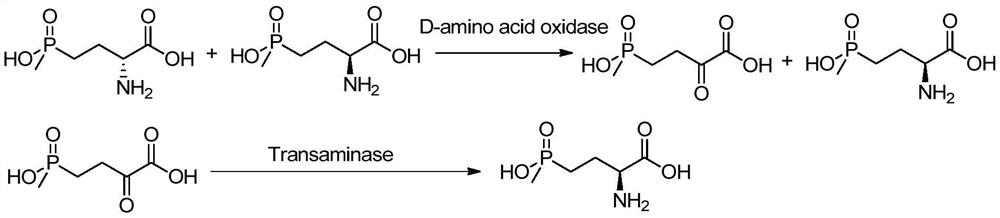 A d-amino acid oxidase mutant and its application