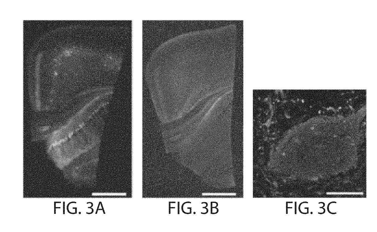 Protein retention expansion microscopy