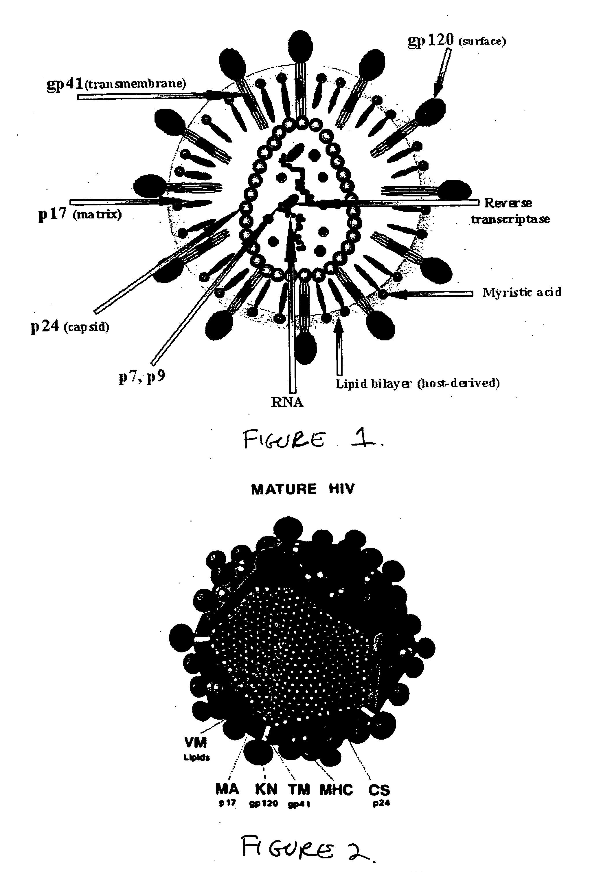 Heat shock protein-based antiviral vaccines