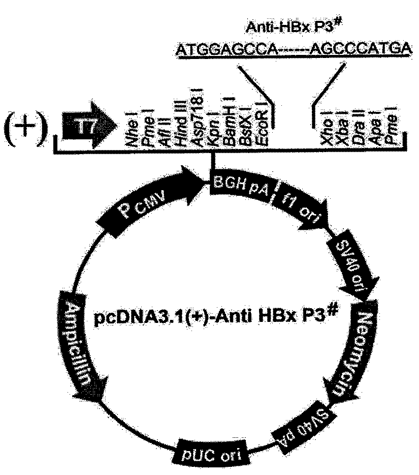 Polypeptide drug for resisting Hepatitis B virus X protein