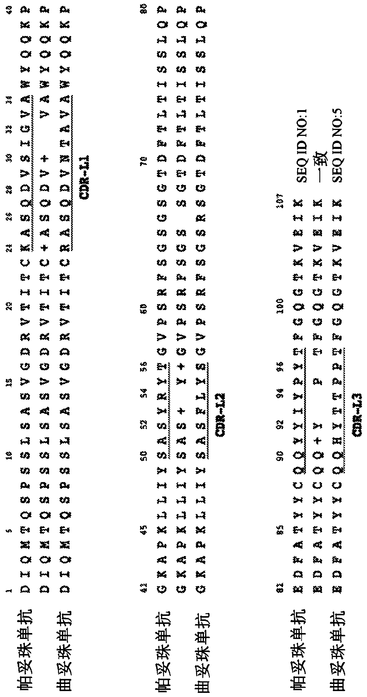 Biparatopic and multiparatopic antibodies with common light chain and method of use