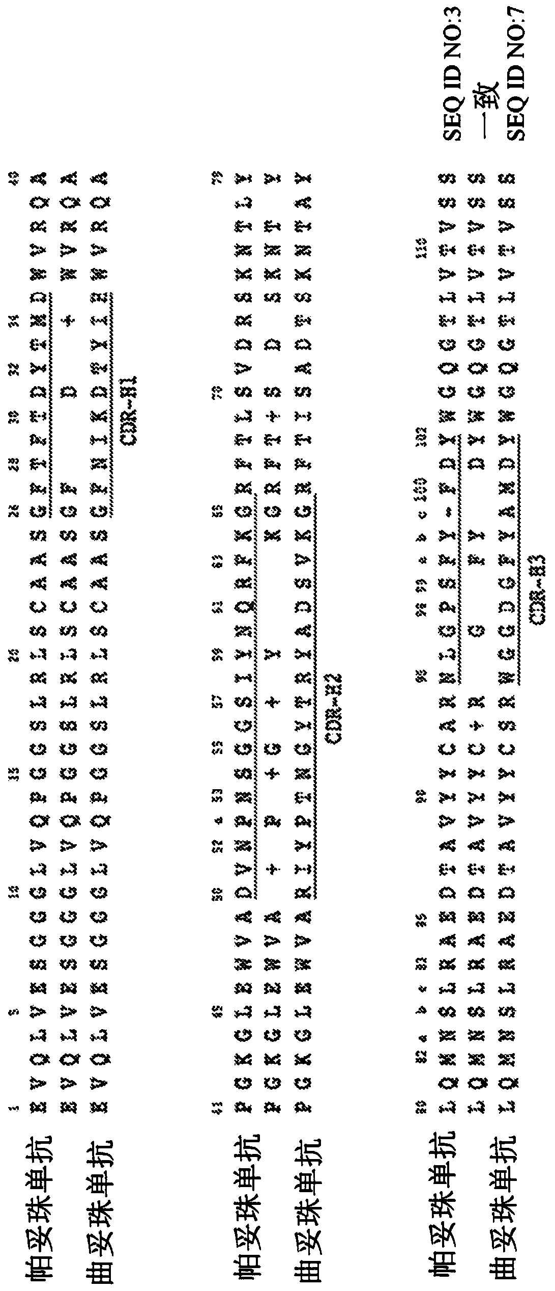 Biparatopic and multiparatopic antibodies with common light chain and method of use