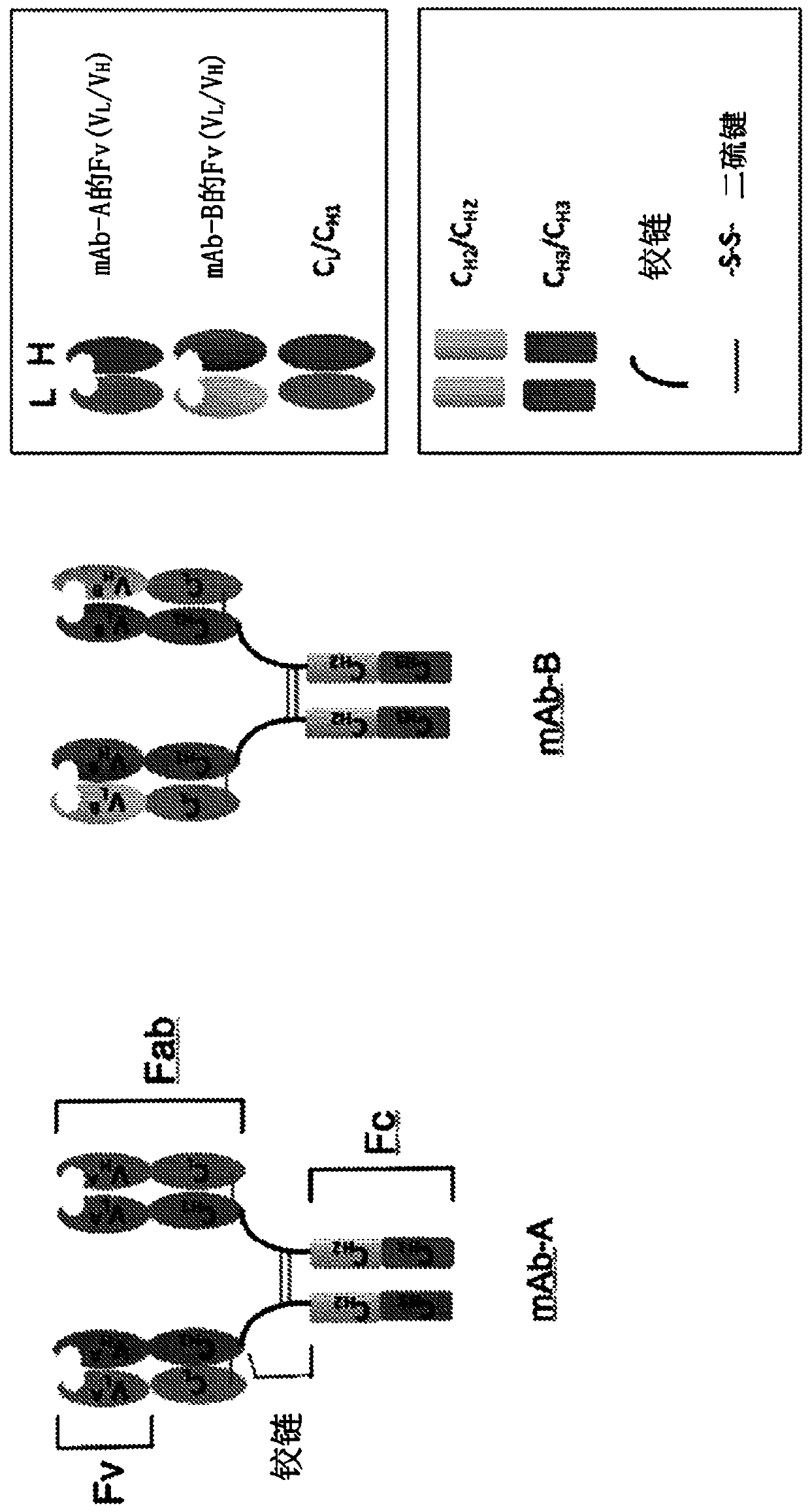 Biparatopic and multiparatopic antibodies with common light chain and method of use